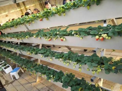 hydroponic greenhouse kit